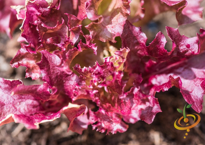 Lollo Rossa lettuce seeds by SeedsNow, featuring vibrant red and green lettuce leaves on a gardening background.