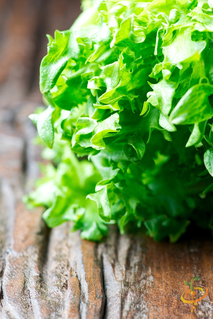 Black Seeded Simpson lettuce grown from SeedsNow seeds, fresh green leaves with a crisp, leafy head on a garden background.