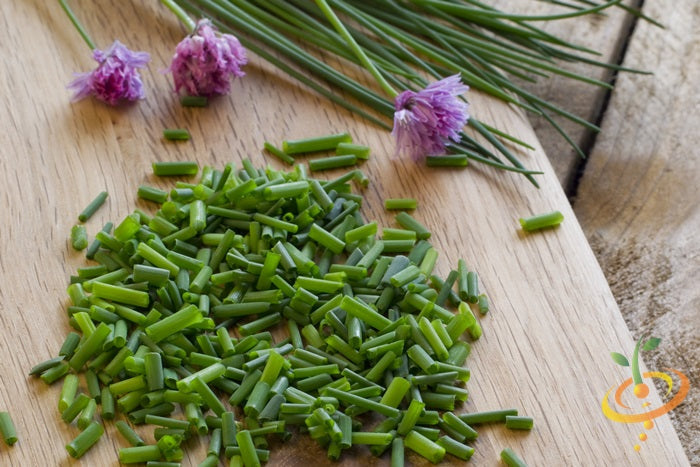 Close-up of chive seeds from SeedsNow, showing small, dark seeds suitable for planting and growing fresh chives.