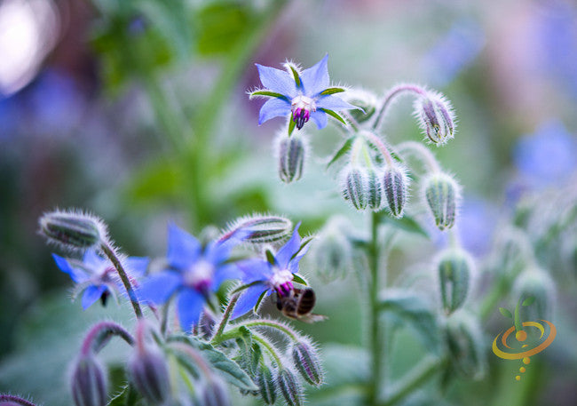 Borage (Starflower) seed packet from SeedsNow, featuring vibrant blue star-shaped flowers and green foliage.