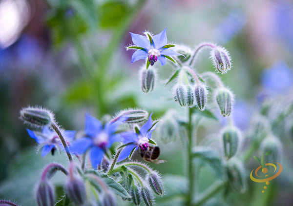 Borage (Starflower) flower seeds from SeedsNow, showing small green seed capsules and star-shaped flower illustrations.