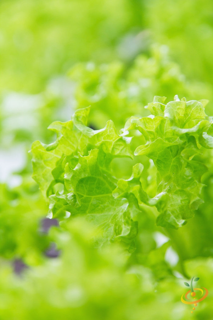 Black Seeded Simpson lettuce leaves growing on a garden plant, fresh and vibrant, from SeedsNow.