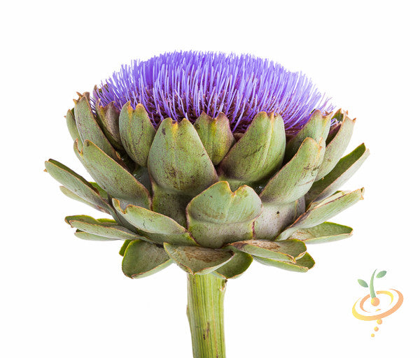 Green Globe artichoke seeds from SeedsNow, showing fresh seeds ready for planting in a natural setting.