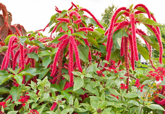 Red Garnet Amaranth seeds from SeedsNow, showing small, vibrant red seeds ideal for planting or culinary use.