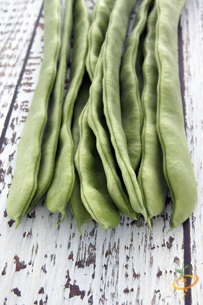 White Emergo runner bean plant with green foliage, climbing on a support pole, healthy and vibrant, from SeedsNow.