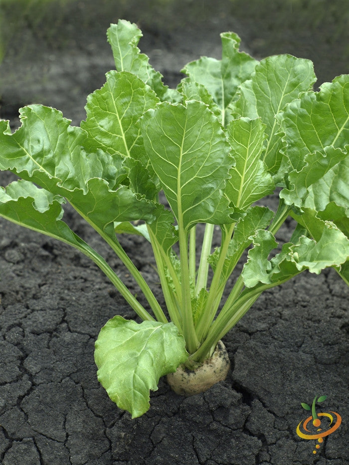 Beet Detroit seeds growing white root beet plant in soil with green leaves