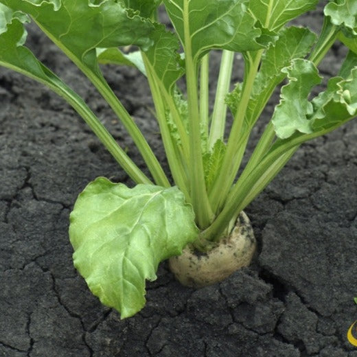 White Detroit beet growing in soil with green leafy tops and creamy root visible