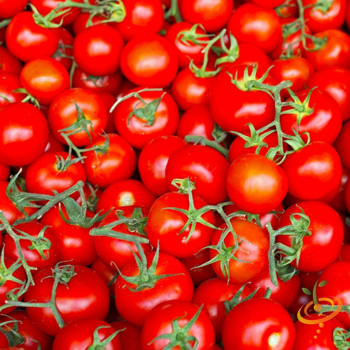 Indeterminate Marglobe Supreme tomato seeds from SeedsNow, ready for planting, shown in a close-up image with vibrant tomato seedlings.