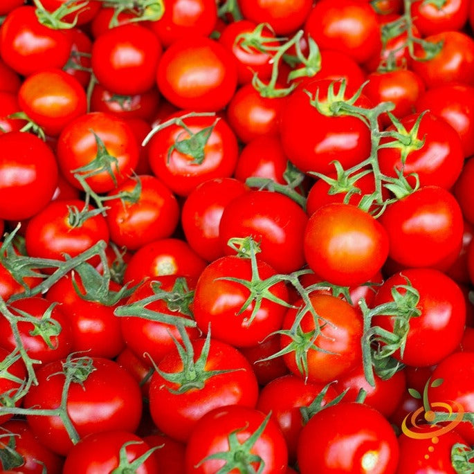 Tomato Marglobe Supreme Seeds | Indeterminate, Juicy, Reliable Tomato