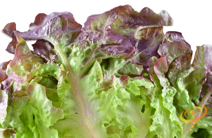 Burgundy Boston lettuce growing in a garden, fresh leafy greens from SeedsNow seed packet, lush and vibrant in natural sunlight.