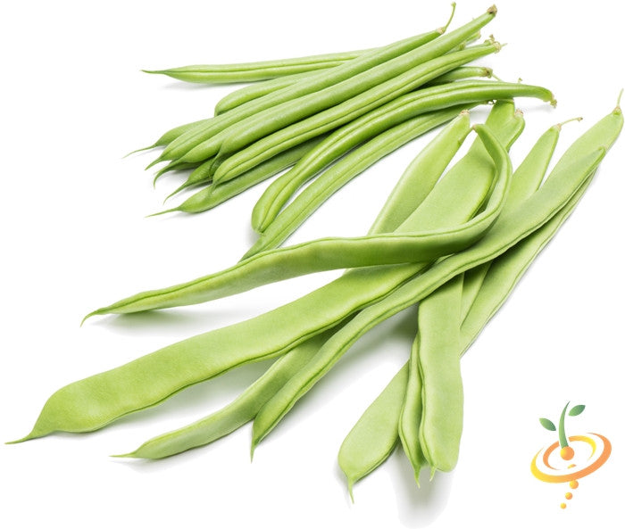 Buy White Emargo Runne Pole Bean Seeds for sale online in the USA! Shop for USA-quality heirloom organic non-GMO seeds to plant in your organic vegetable garden!