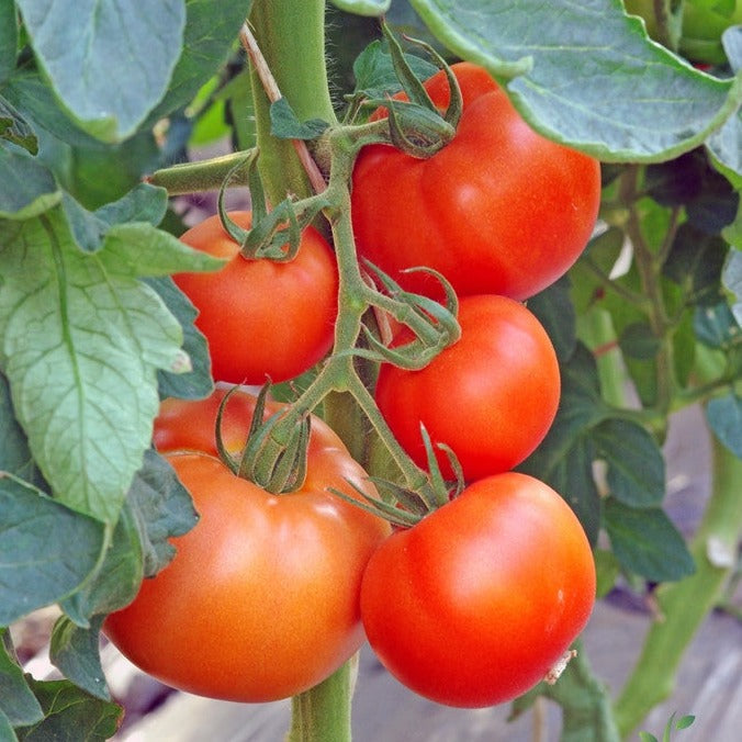 Tomato Abraham Abe Lincoln Seeds | Large, Heirloom, Slicers