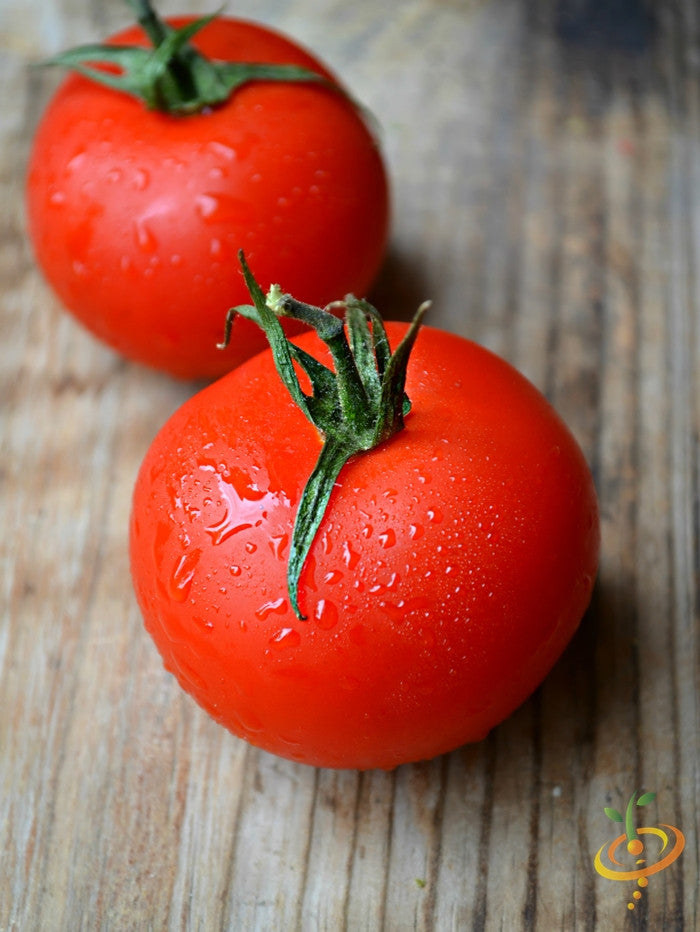 Indeterminate Atkinson tomato seeds by SeedsNow, showing vibrant green tomato seedlings growing in soil.