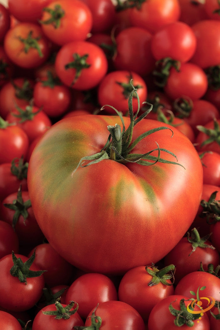 Indeterminate Mortgage Lifter tomato plant with ripe red tomatoes on green vine, grown from SeedsNow seeds.