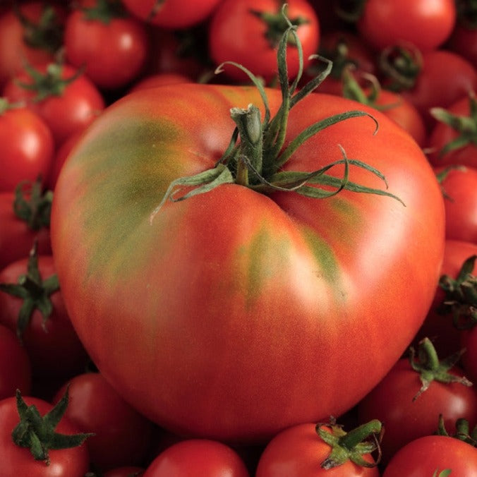 Tomato Mortgage Lifter Seeds | Jumbo 1-2 lb Beefsteak Heirloom Tomato