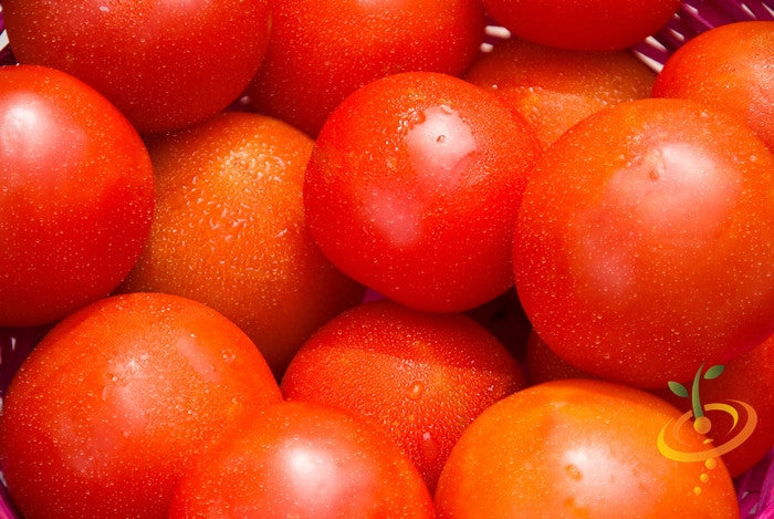 Indeterminate Marglobe Supreme tomato seeds from SeedsNow, showing ripe red tomatoes on the vine with lush green leaves.