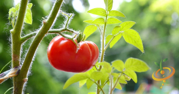 Manitoba tomato plant with ripe tomatoes, grown from SeedsNow determinate tomato seeds, healthy green foliage, and mature fruit.
