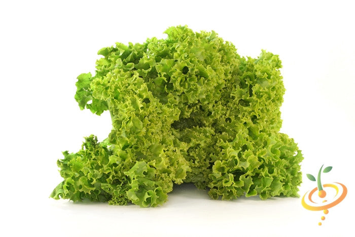 Fresh green Tango lettuce from SeedsNow, shown in a lush, healthy leafy head ready for harvest.