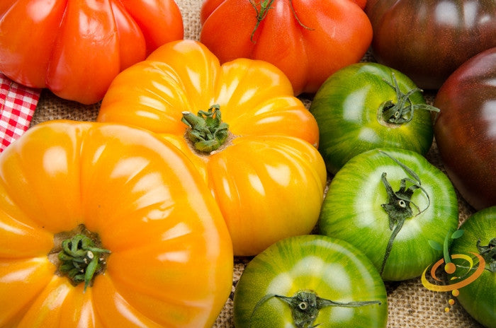 Yellow Beefsteak Tomato indeterminate seeds from SeedsNow, featuring vibrant, large heirloom tomatoes on the vine.