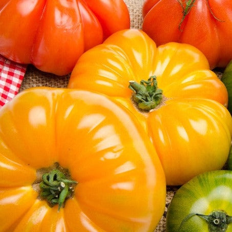 Tomato Heritage Rainbow Mix Seeds | Unique, Heirloom, Bright Colors