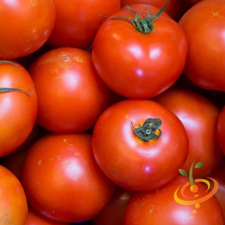 Manitoba Tomato Seeds | Early, High-Yield Determinate, Cool Climates