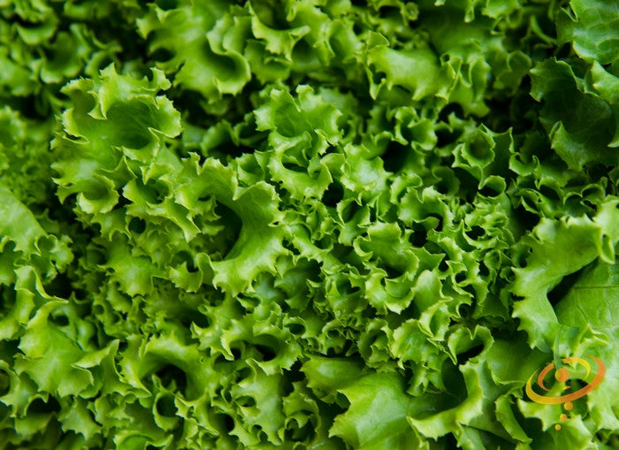 Fresh green Ice lettuce leaves grown from SeedsNow Green Ice lettuce seeds, showcasing crisp, vibrant leafy greens.