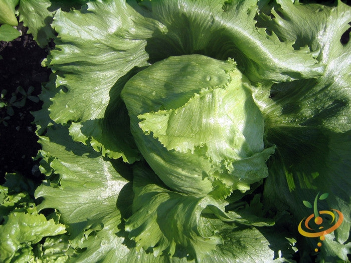 Fresh Crisphead lettuce growing from SeedsNow seeds in a garden, showing healthy green leaves and vibrant growth.