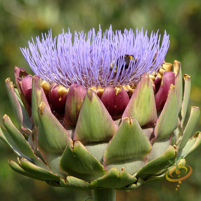 Purple Cardoon seeds from SeedsNow, showing fresh seed packets with vibrant purple artichoke thistle plant images.