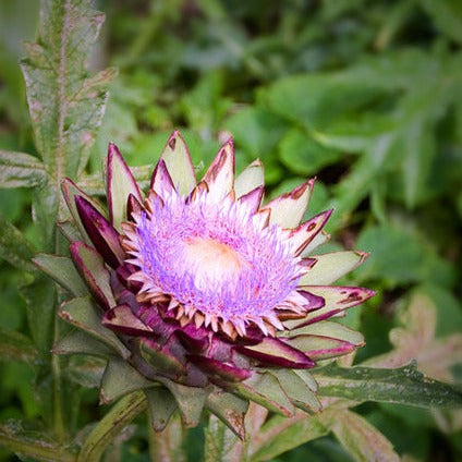 Purple Artichoke Thistle seeds, Cardoon plant seeds from SeedsNow, shown in a close-up image of seed packets and plant illustrations.