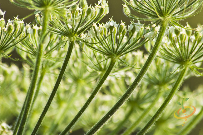 Dried Anise (Aniseed) seeds from SeedsNow, showing small, oval-shaped spice with a light brown color and aromatic surface.