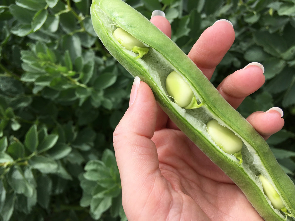 Fava bean Aguadulce seeds from SeedsNow, close-up of fresh broad bean pods with green beans inside.