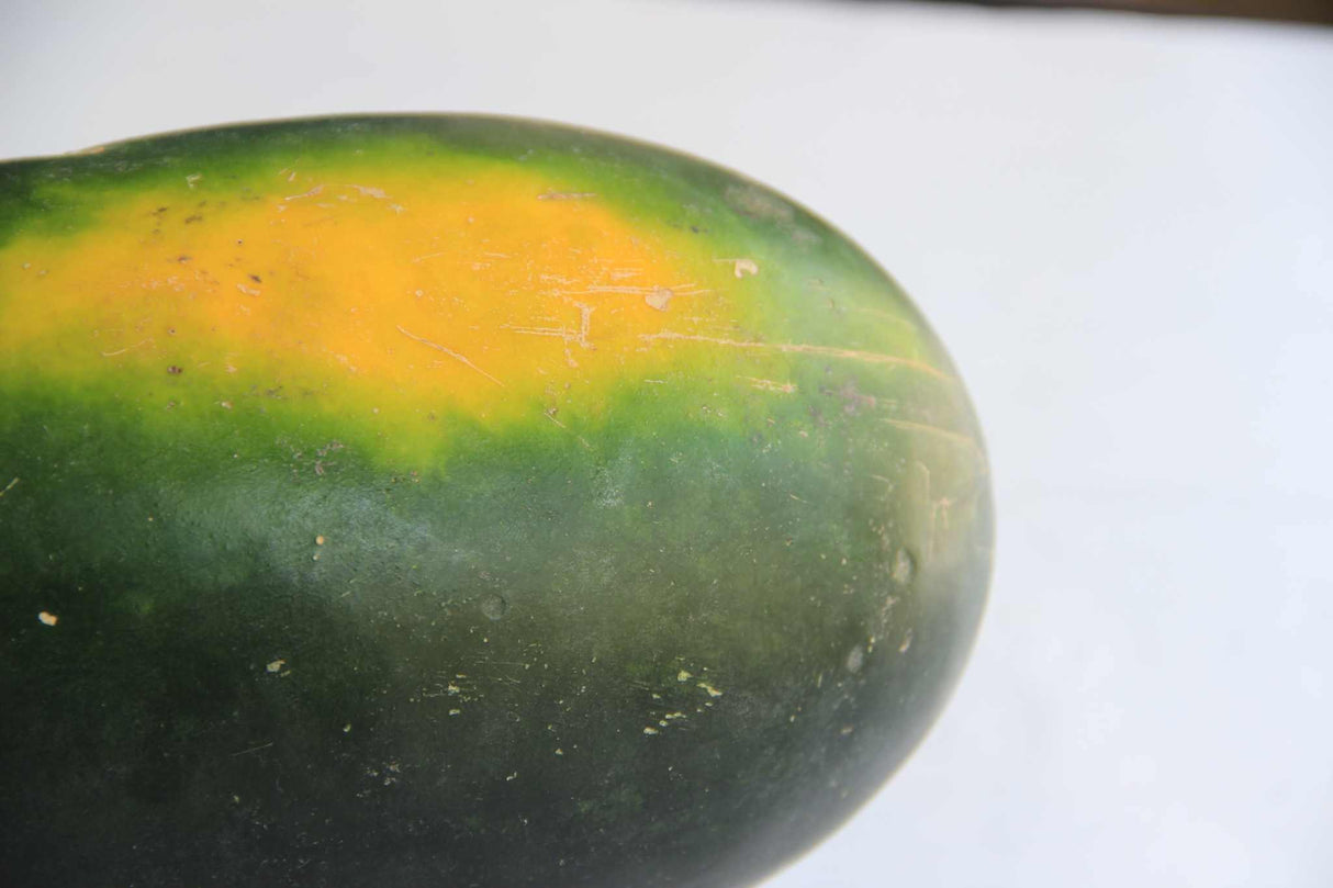 Close-up of a Watermelon Moon & Stars Yellow Flesh variety showing dark green rind with bright yellow patches.