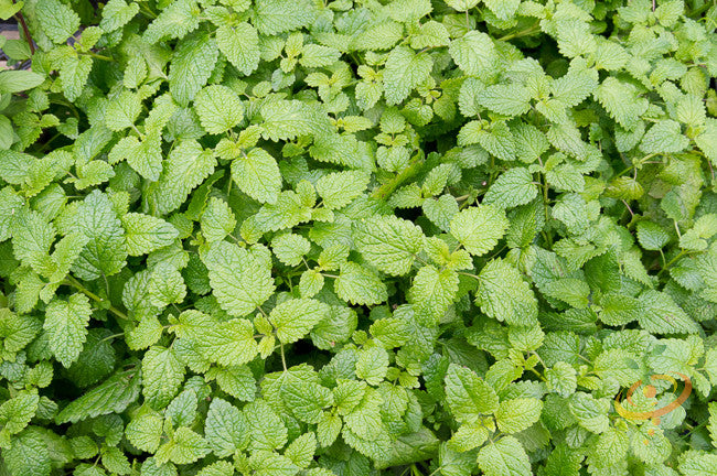 Fresh catmint seeds from SeedsNow, small green seed packets perfect for growing fragrant catmint plants.