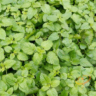 Fresh green catmint seeds from SeedsNow in small packets, ready for planting, with a focus on the seed packaging and plant illustration.
