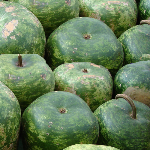 Close-up of small green apple gourd fruits with mottled green skin and stems, resembling miniature apples.