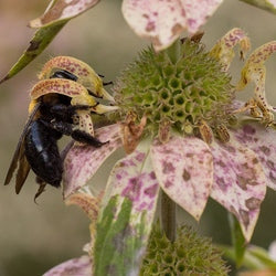 Spotted Wild Bergamot Bee Balm flower seeds in a packet, showcasing vibrant purple and green plant images for garden planting.