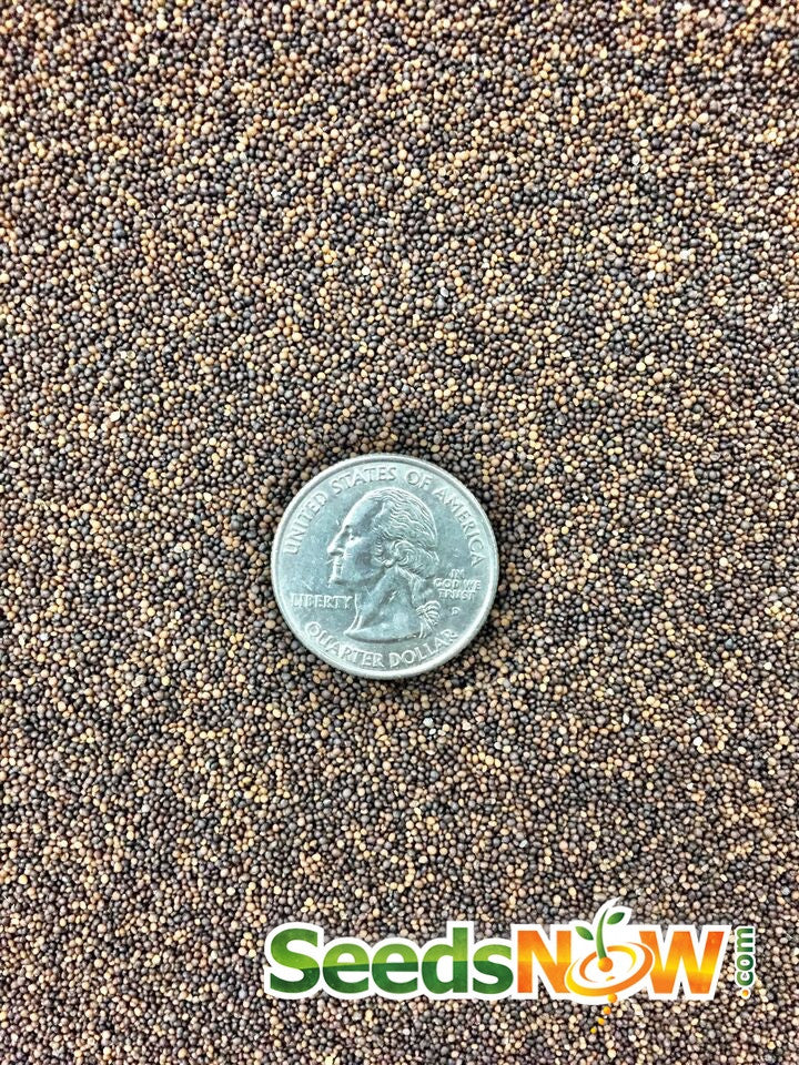 Close-up of thyme seeds with a US quarter coin for scale from SeedsNow.com