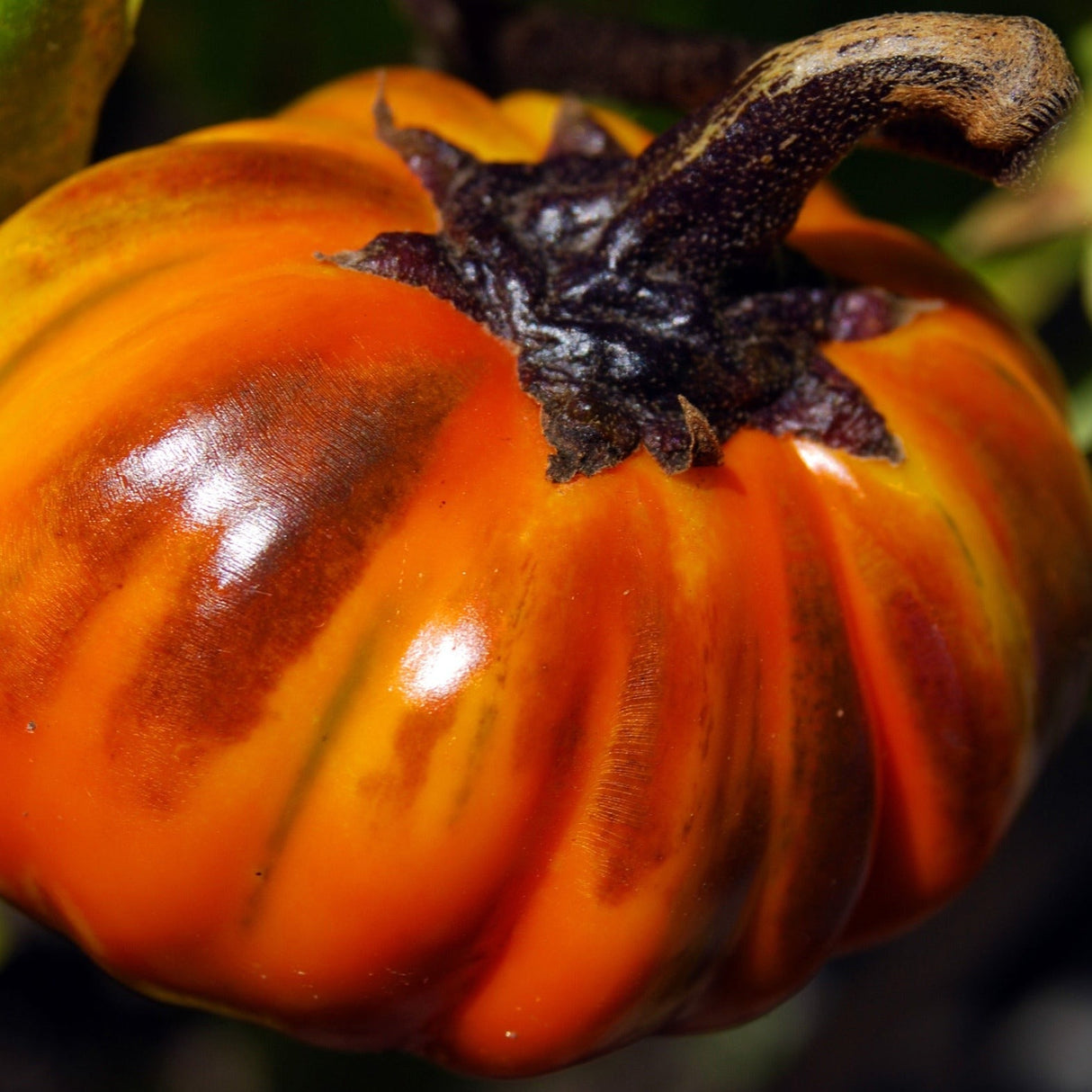 Turkish orange eggplant seeds from SeedsNow, showcasing vibrant orange seeds used for growing eggplants and aubergines.