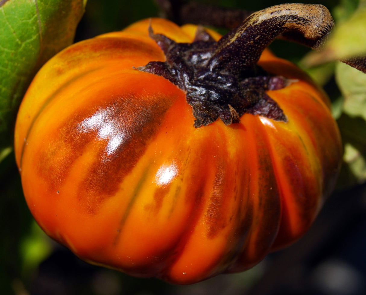 Fresh Turkish orange eggplant seeds from SeedsNow, small oval-shaped seeds for planting aubergines.