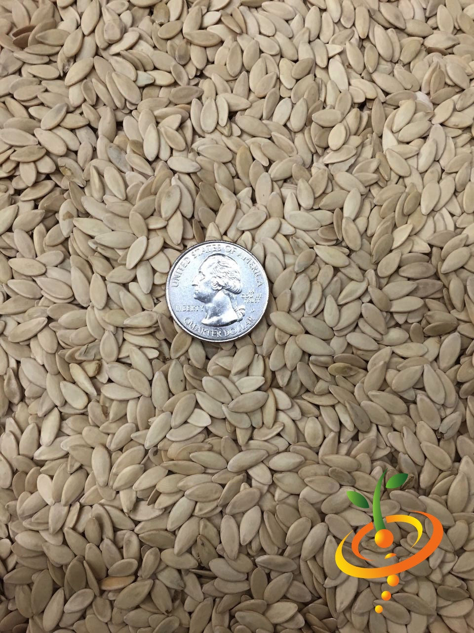 Close-up of White Wonder cucumber seeds with a quarter for size comparison