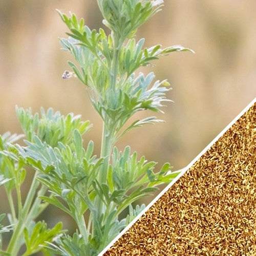 Close-up of fresh wormwood plant leaves and a pile of small wormwood seeds for planting