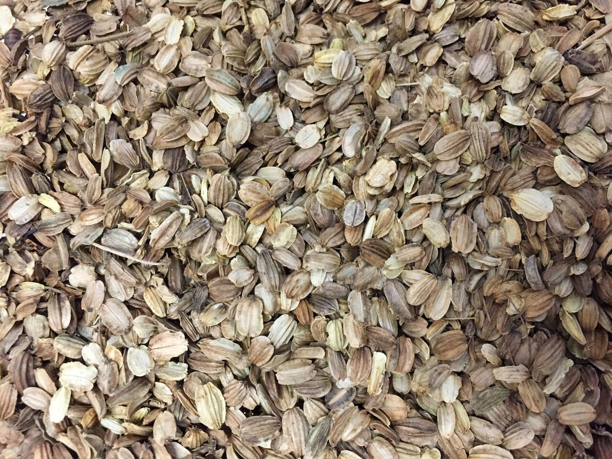 Angelica seeds from SeedsNow, wild celery or Holy Ghost variety, shown in a close-up image with green seed pods and leaves.
