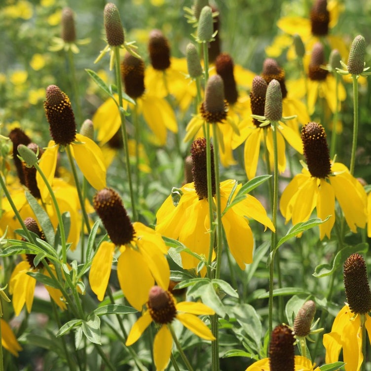 Yellow Prairie Coneflower seeds from SeedsNow, showing vibrant yellow petals and dark center of the Mexican Hat flower.