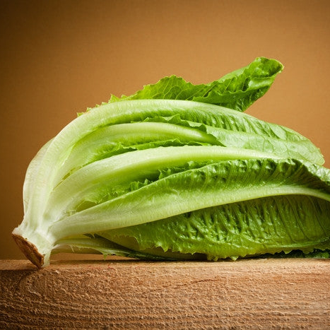 *FREE GIFT* Classic Romaine Lettuce Seed Kit