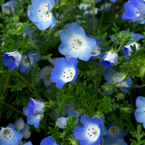 Baby Blue Eyes Flower seeds | Bright Blue Spring Blooms for Gardens