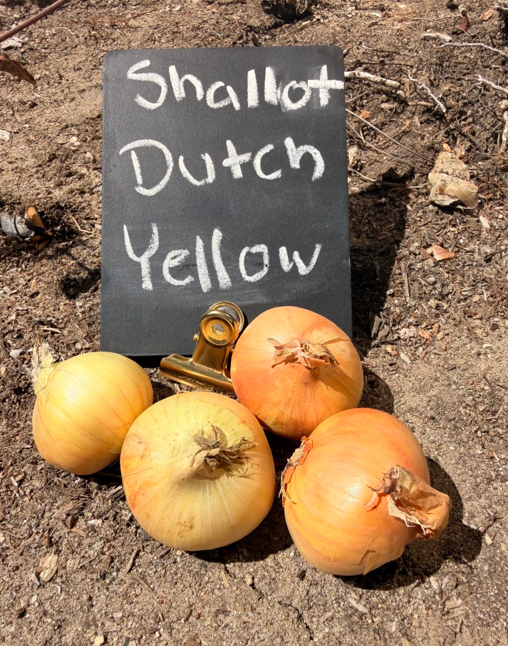 Shallot (sets) - Dutch, Yellow (Organic)