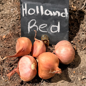 Buy Organic Red Holland Shallot Sets Online from USA. Reliable yields, rich flavor. Perfect for fall planting & long storage, these heirloom shallots, easy to grow.