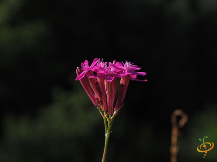 Wildflowers - Low Grow Scatter Garden Seed Mix - SeedsNow.com