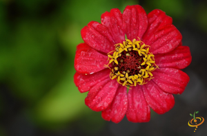 Wildflowers - Righteous Red Scatter Garden Seed Mix - SeedsNow.com