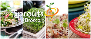 Sprouts/Microgreens - Broccoli.